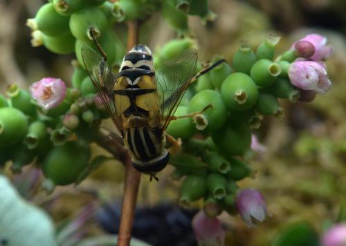 Réf. 213 915 : Helophilus trivittatus